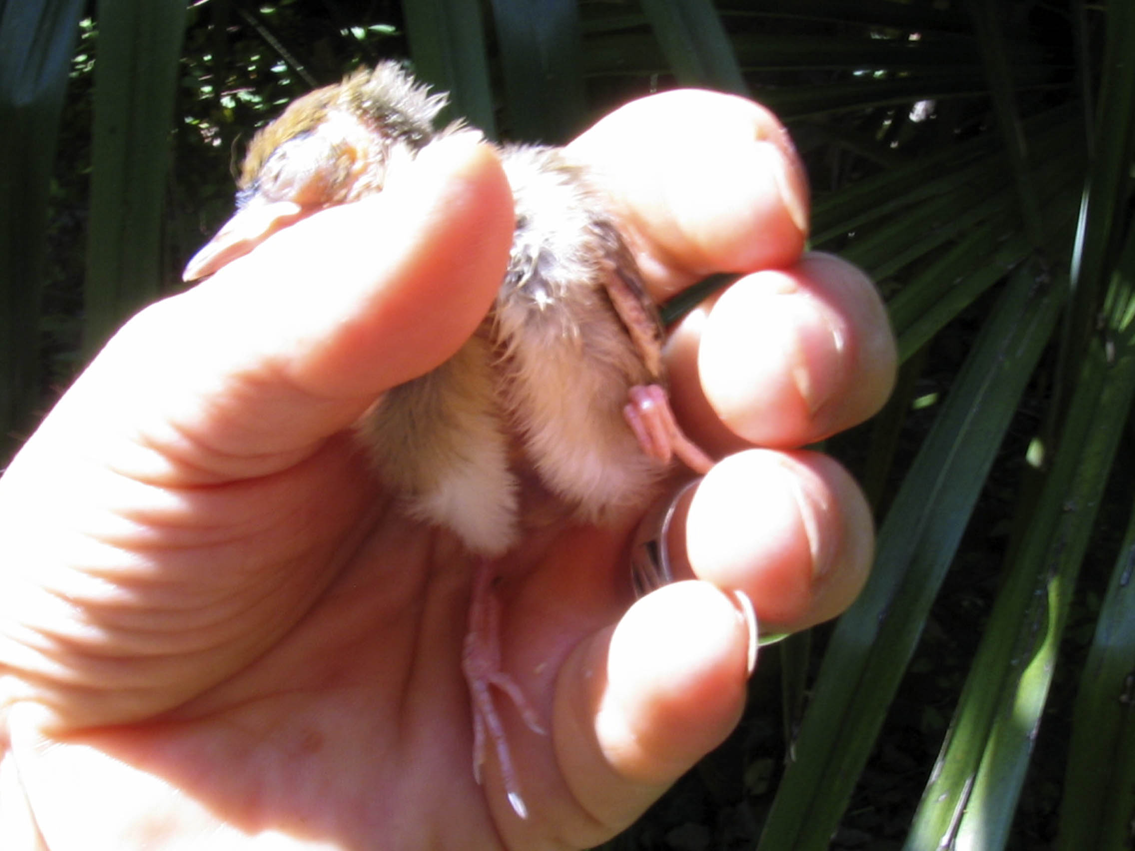 uccellino da identificare